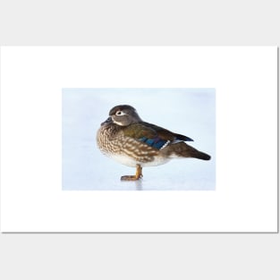 My favourite duck - Wood Duck Posters and Art